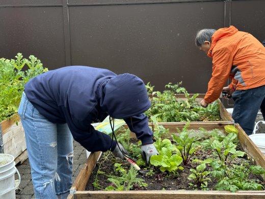 Autumn Gardening Sharing